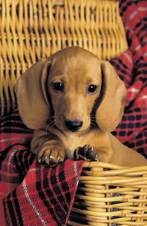 Dog in Basket A129