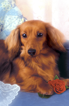 Dog with Flower A161