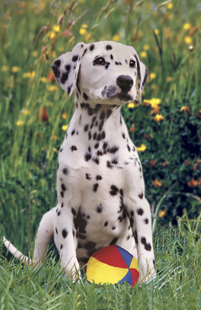 Dalmatian & Toy A177