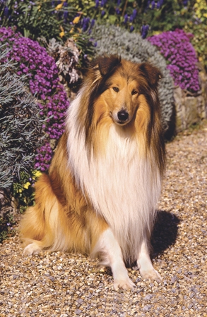 Collie in Garden A186