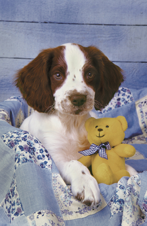 Dog with Teddy A192