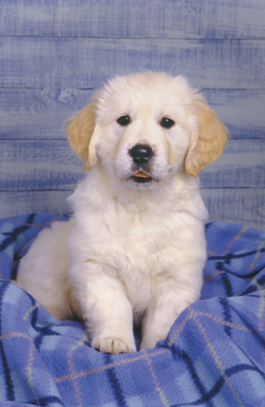 White Lab in Basket A194