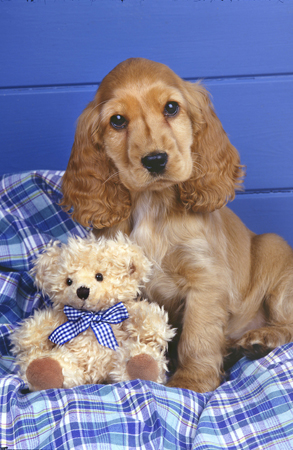 Spaniel & Teddy A216