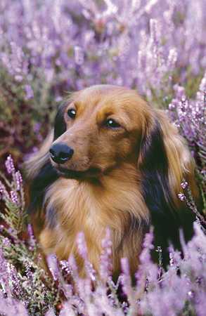 Dog in Flower Patch A223