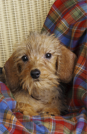 Puppy in Basket A273