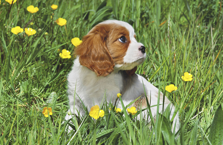 Puppy in Grass A279