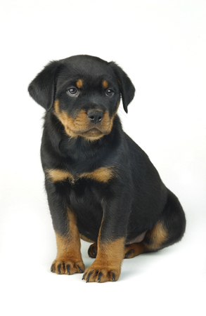 Rottweiler Puppy A286