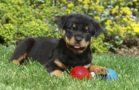 Rottweiler Pup & Toy A287