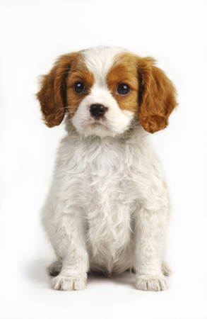 Dog on White Backdrop DP101