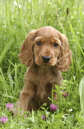 Dog in Grass DP102