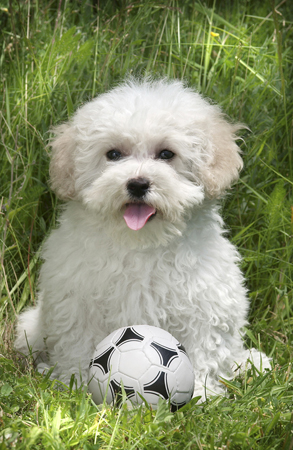 Dog with Football DP104