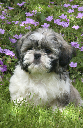 Dog in Garden DP107