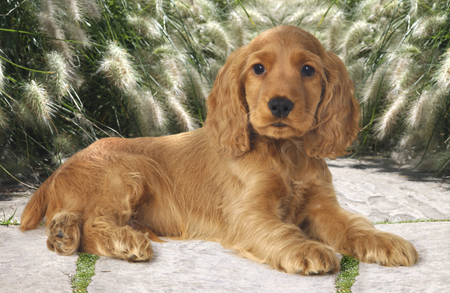 Red Setter Sitting in Garden DP115L