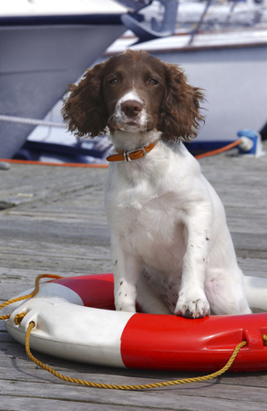 Lifeboat Dog DP116