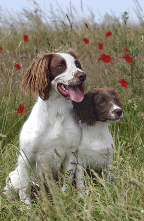 Dog & Puppy in Field DP117