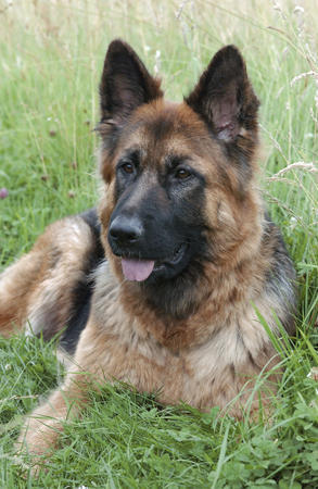 German Shepherd DP120