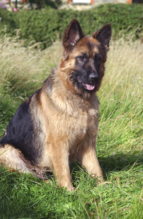 German Shepherd in Field DP122