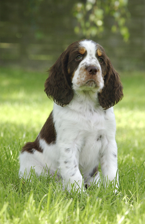 Dog in Garden DP123