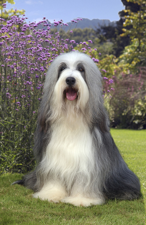 Sheepdog in Garden DP127