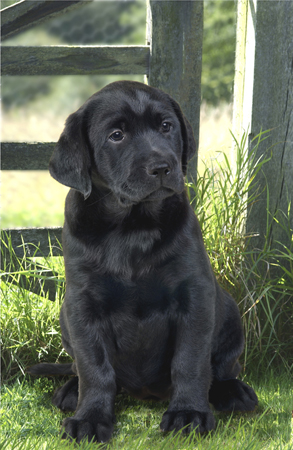 Black Lab & Gate DP131