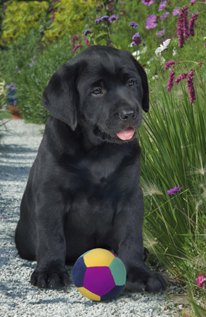 Black Lab & Football