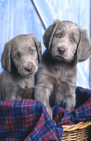 Weimaraner Pups DP135