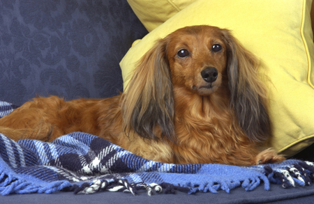 Dog on Sofa DP136