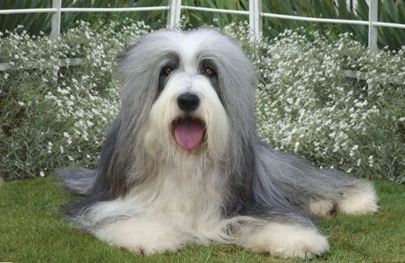 Sheepdog in Garden DP141