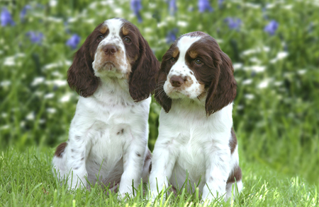 Two Dogs in Garden DP142