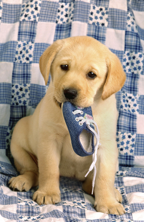 Puppy with Shoe DP143