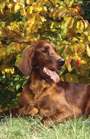 Red Setter in Garden DP144