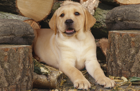 Puppy & Logs DP149