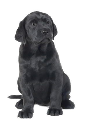 Black Lab Puppy DP159