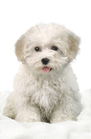 Bichon Frise DP160