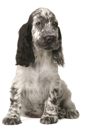 Spaniel Puppy DP163