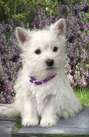 Westie in Garden DP168