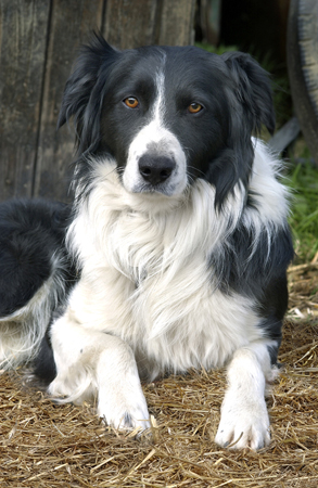 Boarder Collie DP171