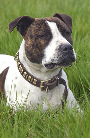 Staffordshire Terrier DP172