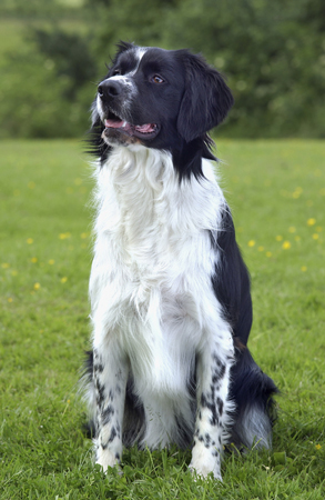 Boarder Collie in Field DP179