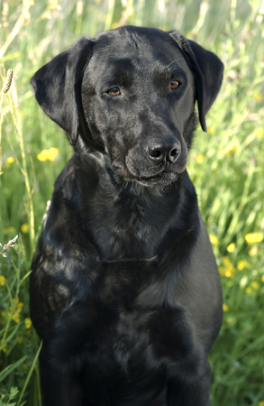 Black Lab in Field DP180