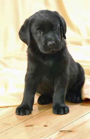 Black Lab Puppy DP189