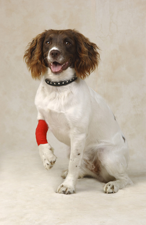 Dog with Bandage DP191