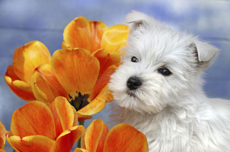 Puppy & Flower DP203