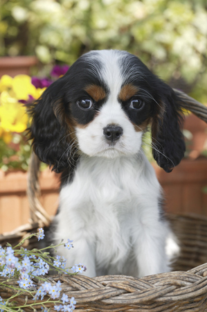 Dog in Basket DP204