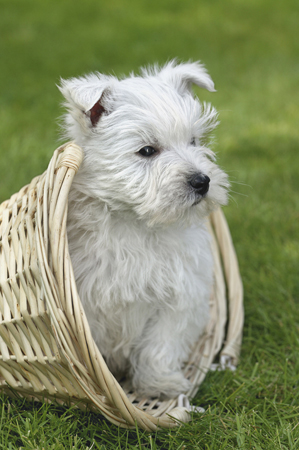 Dog in Basket DP208