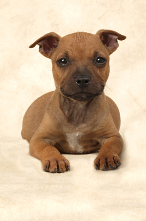 Staffy Pup DP210