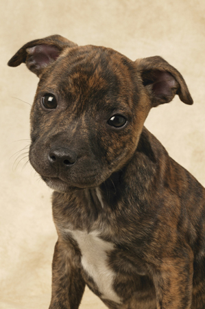 Staffy Pup DP211