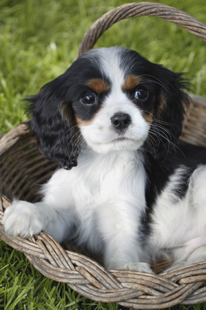 Puppy in Basket DP213