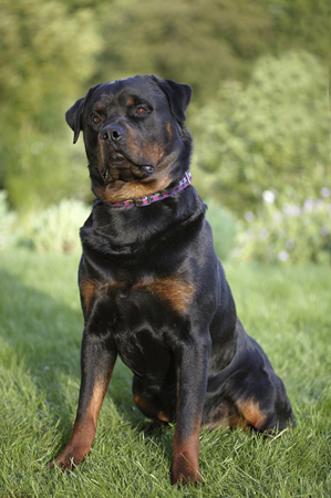 Rottweiler Sitting DP216