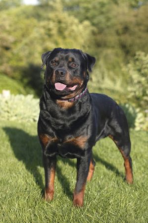 Rottweiler Standing DP217